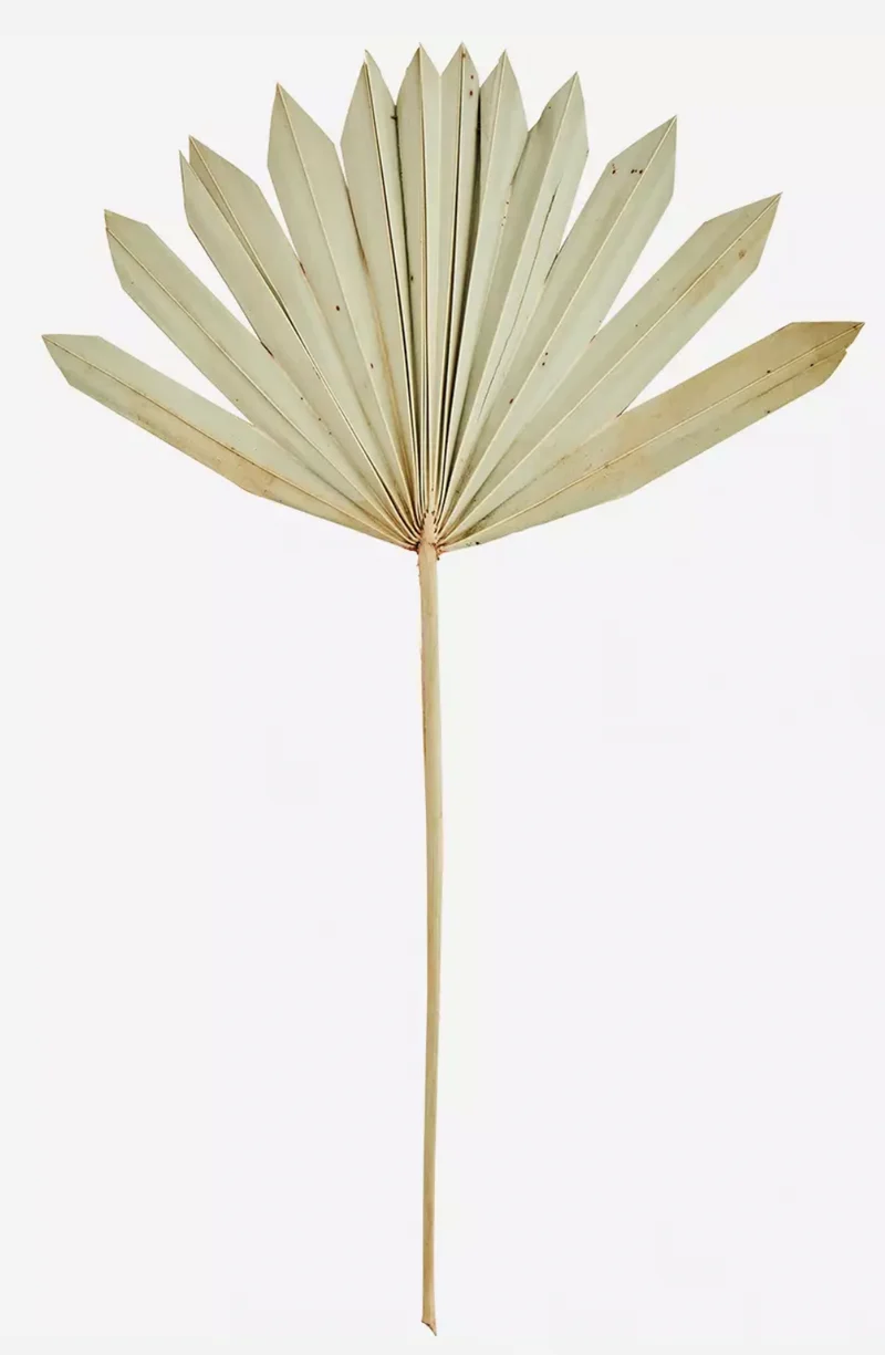 Palmblattstrauss